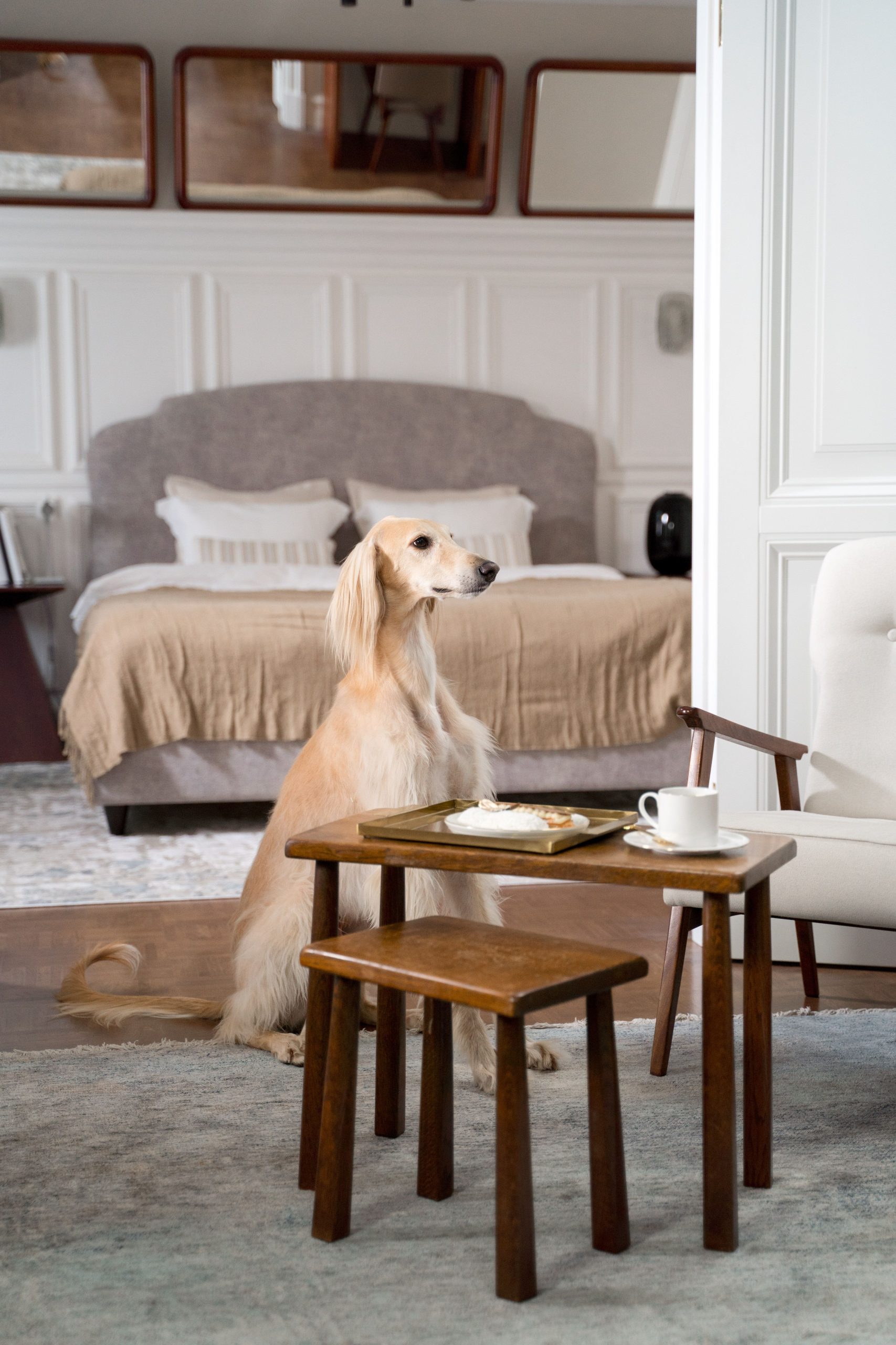 Chien assis dans une chambre d'hôtel, photo d'illustration